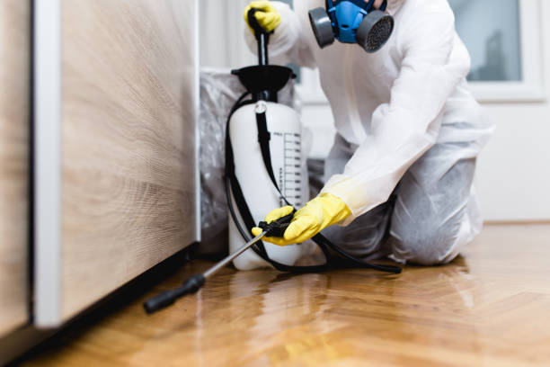 Best Termite Control Services  in Edinburg, TX