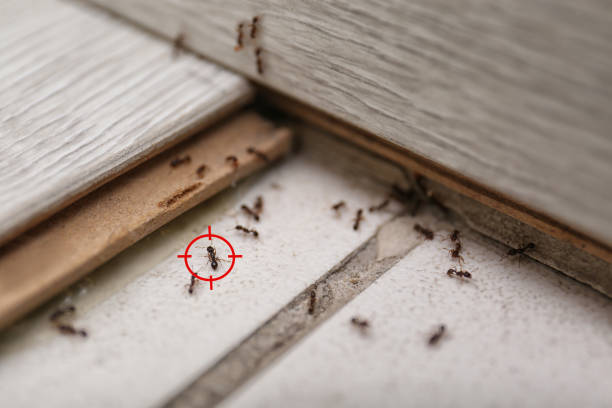 Best Affordable Pest Control Services  in Edinburg, TX