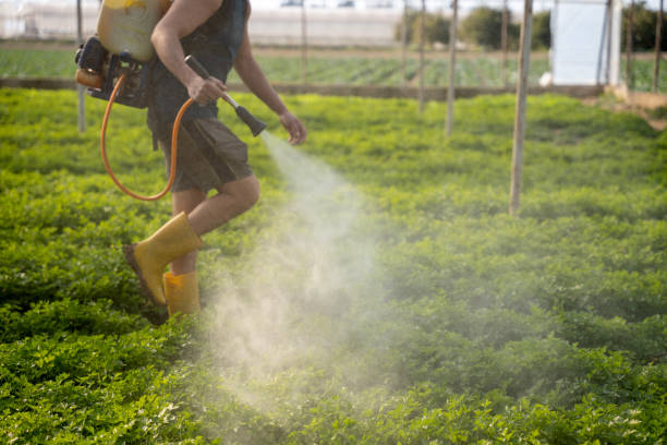 Best Insect Control  in Edinburg, TX